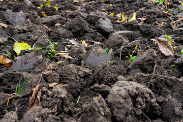 Soil preparation for planting in a rural garden during autumn