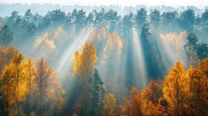 Autumnal Forest bathed in morning light