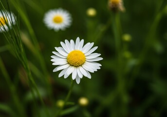 Fototapeta premium Single Daisy Blooms Softly in Green Field. AI Generated