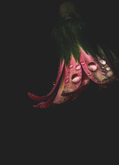A moody image of a pink gerbera daisy with raindrops against a dark background.