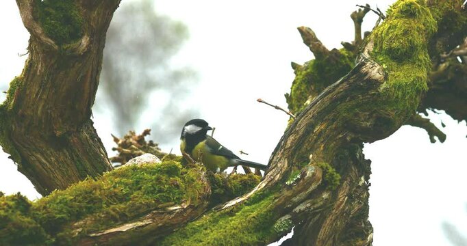 Blue tit perching on a tree to eat and flying away in slow motion
