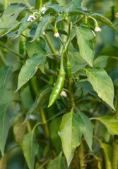 A green plant with a single chili pepper hanging from it