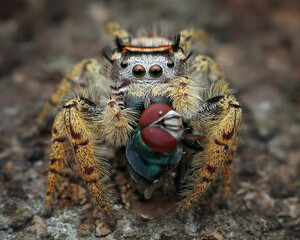 Closeup eating of a female Phidippus mystaceus jumping spider, 27 march 2025 Indonesia