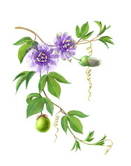 Hand-drawn passion flower or Passiflora Incarnata pencil illustration isolated on white with clipping path