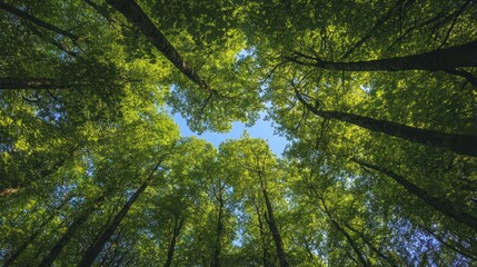 Fototapeta premium A Wide-Angle View of Forest Canopy Showcasing Sunlight and Sky Above