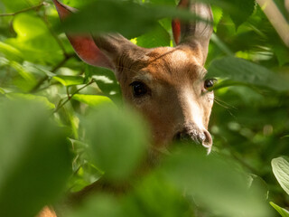 portrait of a deer