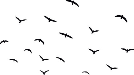 silhouette of a flock of birds vector illustration on a white background.