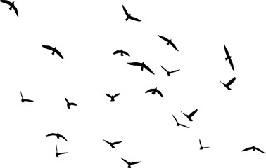 silhouette of a flock of birds vector illustration on a white background.