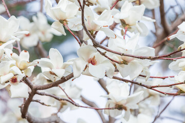 White magnolia flowers in full bloom on a tree branch. warm spring sunshine - Magnolia denudata, Yulan magnolia, Mokryeon