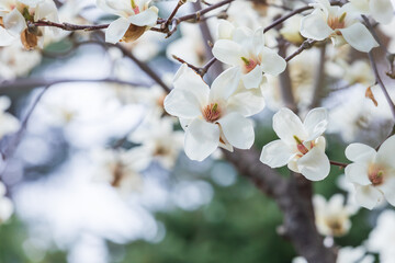 White magnolia flowers in full bloom on a tree branch. warm spring sunshine - Magnolia denudata, Yulan magnolia, Mokryeon