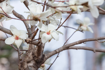 White magnolia flowers in full bloom on a tree branch. warm spring sunshine - Magnolia denudata, Yulan magnolia, Mokryeon