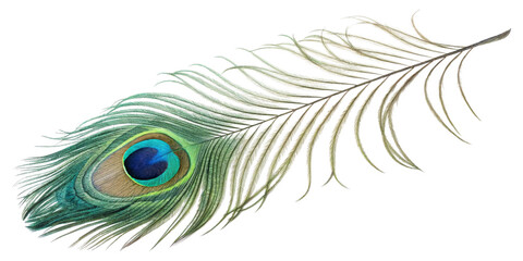 Obraz premium Closeup View of a Vibrant Peacock Feather with Detailed Eye Spot
