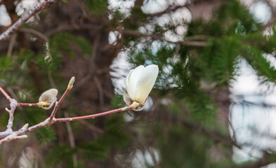 Magnolia buds announce the beginning of spring. Magnolia denudata, Yulan magnolia, Mokryeon
