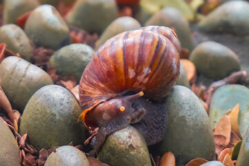 Snails are on the gravel rocks in the middle of a garden