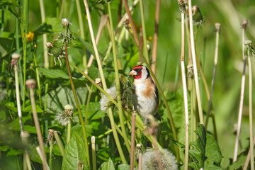 Stieglitz ( Carduelis carduelis ).
