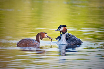 Haubentaucher ( Podiceps cristatus ) mit Küken.