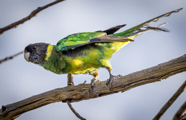 Image of a young 28 Parrot, (barnardius zonarius semitorquatus) also known as an Australian Ringneck, Western Australia.