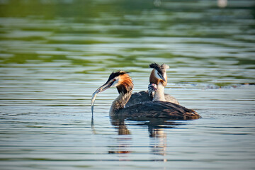 Haubentaucher ( Podiceps cristatus ) mit Küken.