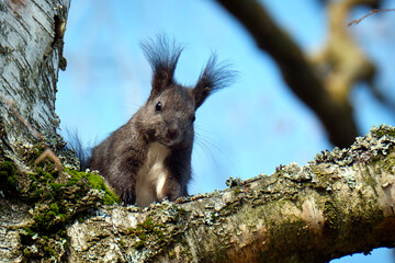 Eurasisches Eichhörnchen ( Sciurus vulgaris ). © Michael