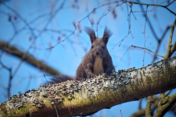 Eurasisches Eichhörnchen ( Sciurus vulgaris ). © Michael