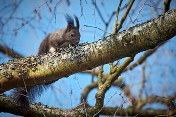 Eurasisches Eichhörnchen ( Sciurus vulgaris ).