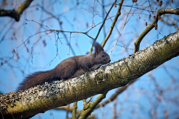 Eurasisches Eichhörnchen ( Sciurus vulgaris ). © Michael