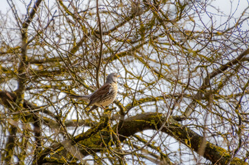 Songbird fieldfare perched on mossy branch, blending with tangled twigs and sunlight. A resting bird on a mossy branch, calm mood, eye-level shot, woodland setting, nature-focused concept.