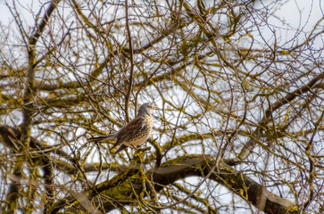 Songbird fieldfare perched on mossy branch, blending with tangled twigs and sunlight. A resting bird on a mossy branch, calm mood, eye-level shot, woodland setting, nature-focused concept.
