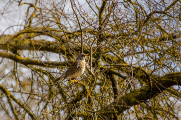 Songbird fieldfare perched on mossy branch, blending with tangled twigs and sunlight. A resting bird on a mossy branch, calm mood, eye-level shot, woodland setting, nature-focused concept.