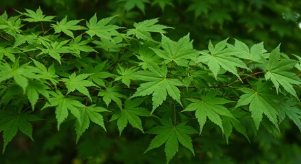 新緑輝くモミジ、鮮やか緑葉の美しい枝ぶり