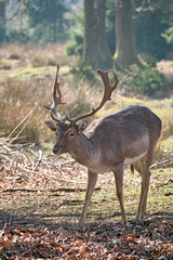 Damhirsch ( Dama dama ).