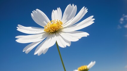 White daisy flowers blooming against a bright blue sky