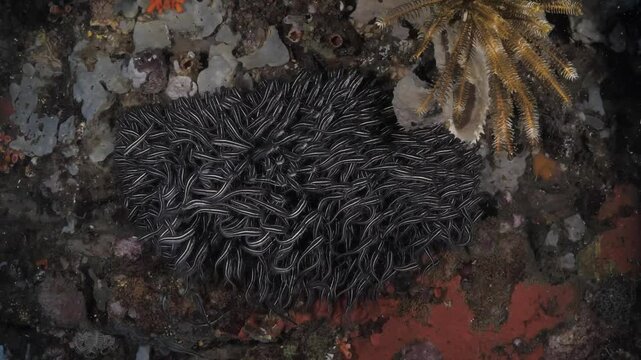 A big school of Catfish at a coral reef. Sea life of Lembeh Strait, North Sulawesi, Indonesia