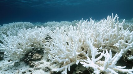 Obraz premium Environmental issues, climate change, deforestation, degradation of natural resources, and marine pollution. Underwater Bleached Coral Reef in the Ocean