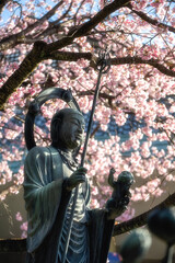 埼玉県　密蔵院の桜風景

