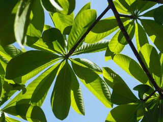  Fresh leaf texture for nature and environment background.