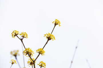 Yellow cornelian cherry blossoms heralding the beginning of spring. Cornus officinalis