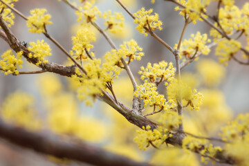 Yellow cornelian cherry blossoms heralding the beginning of spring. Cornus officinalis