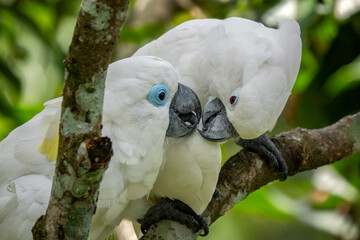 Blue-eyed Cockatoo - Cacatua ophthalmica, beautiful large white bird from the forests and woodlands...