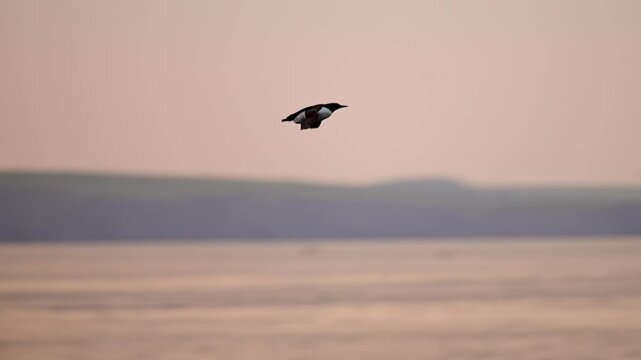 Slow Motion Razorbills Flying in Flight, Razorbill Seabirds Flying, Silhouetted with Bright Red Sunset Sky at Sunset on Skomer Island in Wales, UK Nature and Wildlife
