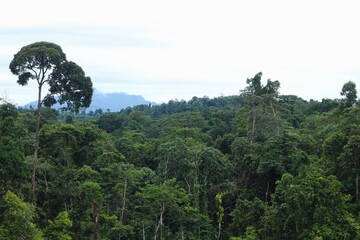 Tropical Forest at Meratus Mountain, Borneo Rainforest, Indonesia.