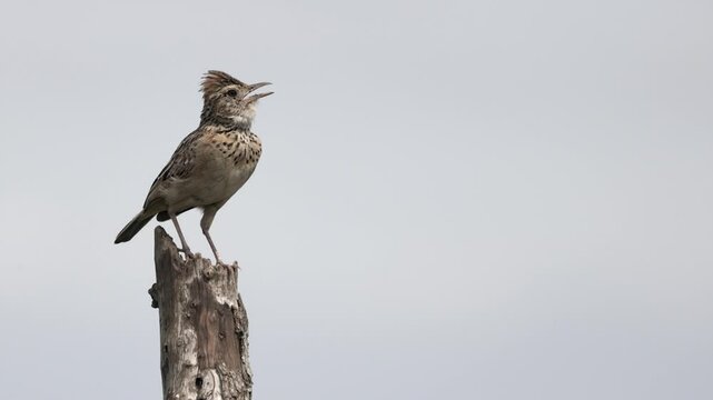 Rufous-naped lark vocalizes from tree stump against pale blue sky