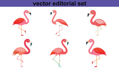 Obraz premium Vector Editorial Set of Colorful Flamingos, A vibrant vector illustration set featuring pink flamingos in various poses, ideal for tropical or animal-themed designs and editorial use. 