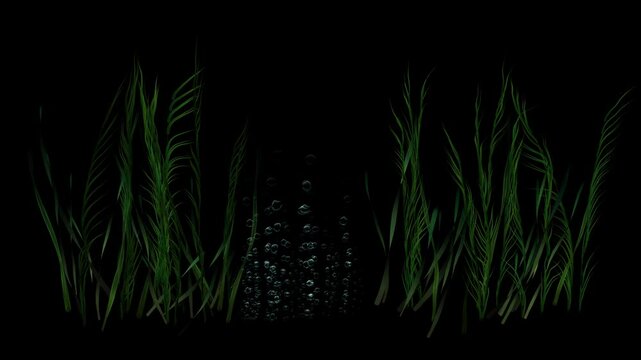 under water plants with bubbles, bubbles, plant