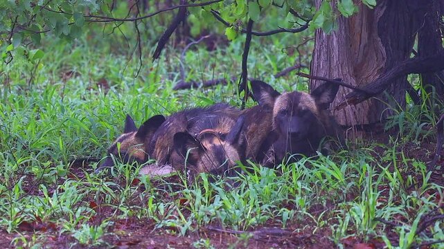 Wet African wild dogs sleep in rain under tree canopy, radio collar