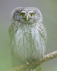 Eurasian pygmy owl deep in the forest, closeup portrait