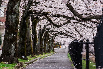 川沿いに咲く桜と遊歩道の桜吹雪