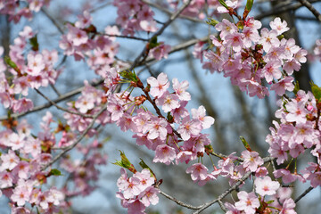 修善寺寒桜　Shuzenji Kanzakura