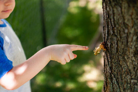 Close up of boy pointing at cicada coming out of shell on tree