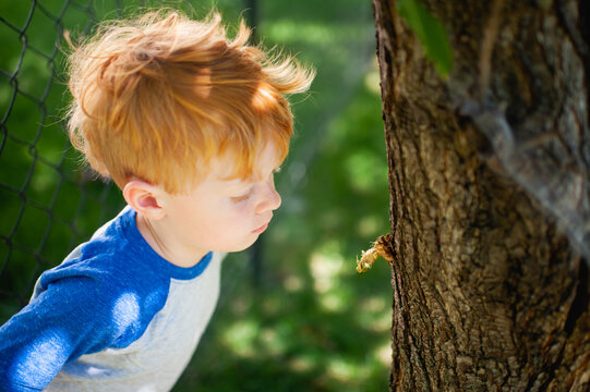 Boy taking a closer look at cicada coming out of exoskeleton on tree